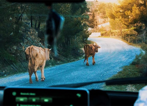 Protecting Drivers in Livestock-Related Collisions